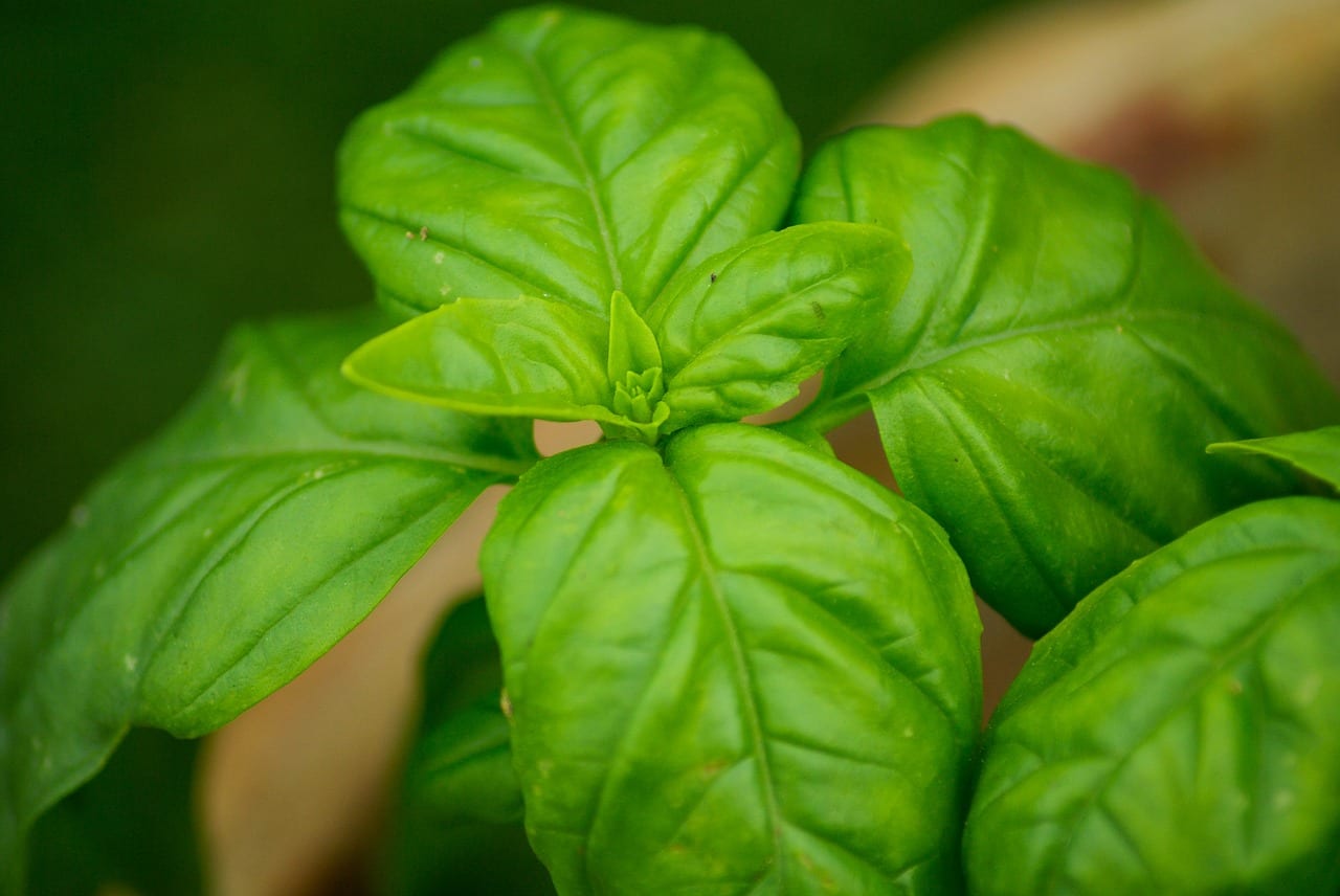 Cómo regar la albahaca: frecuencia, cantidad y errores comunes