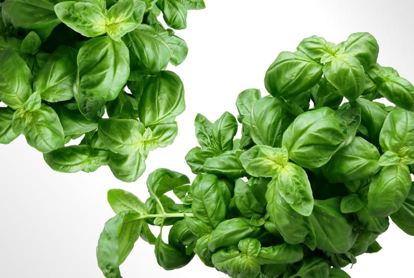 Hojas de albahaca fresca, una de las hierbas que resiste mal el secado