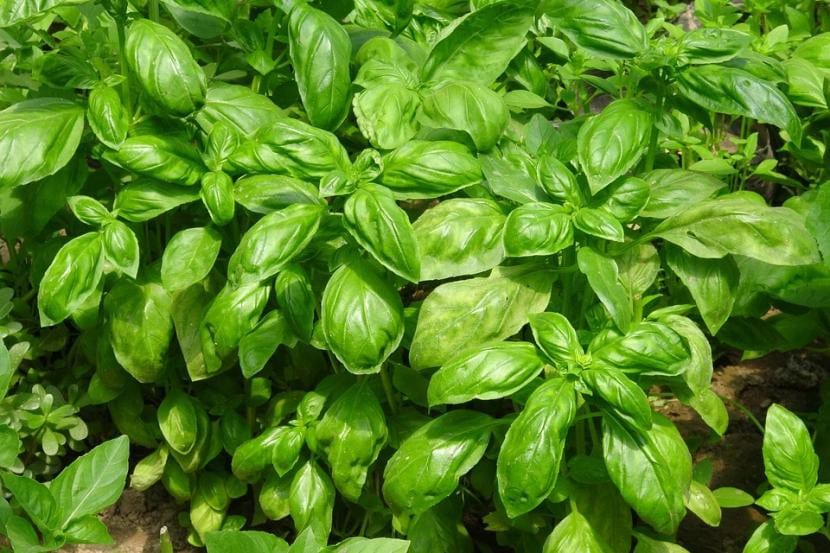 Mata de albahaca con hojas verdes brillantes