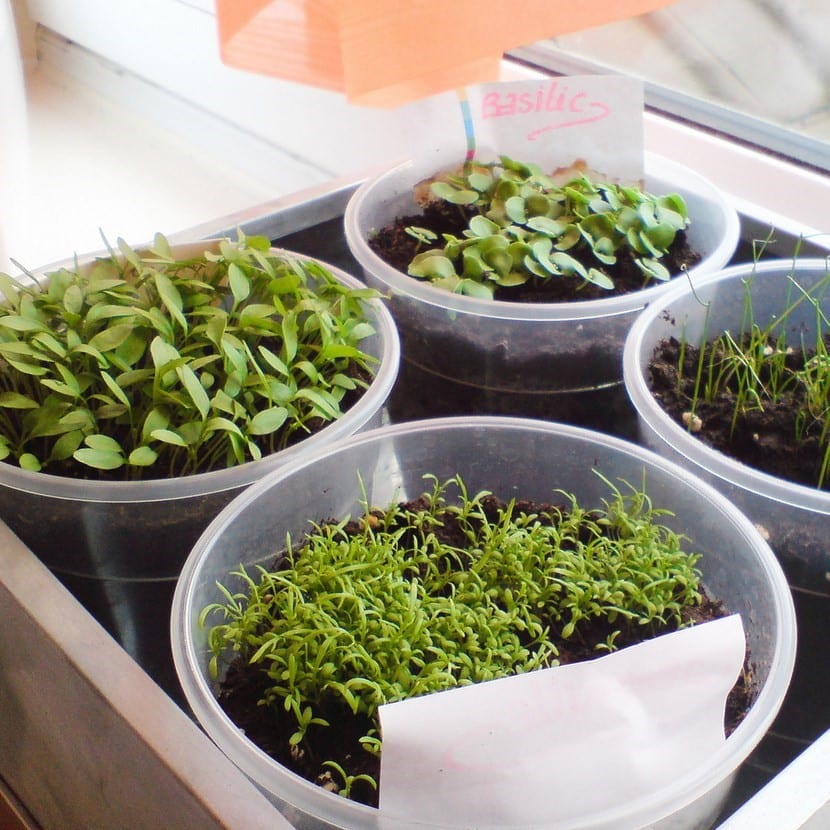 Surtido de hierbas aromáticas cultivadas en macetas