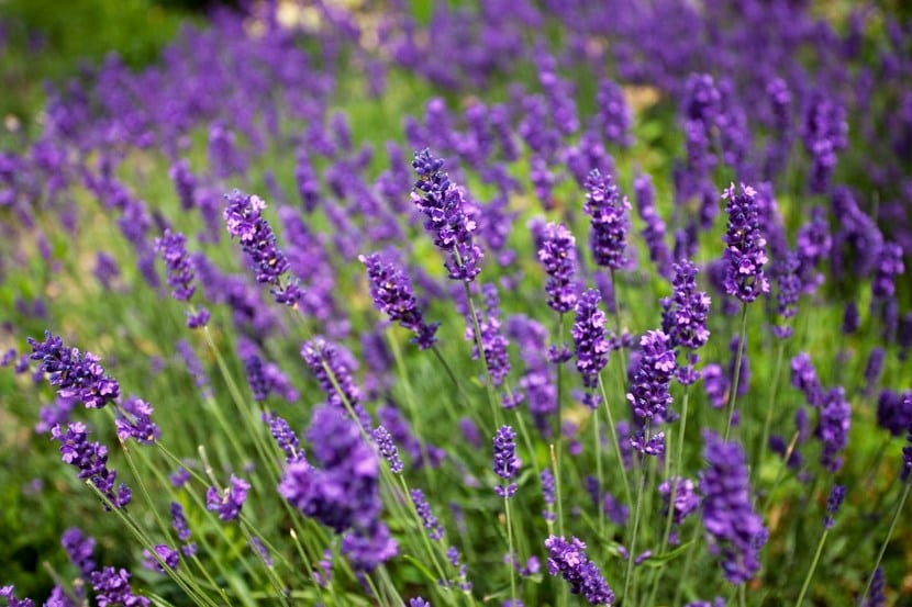 Cuidados de la lavanda: sol, suelo, riego y poda
