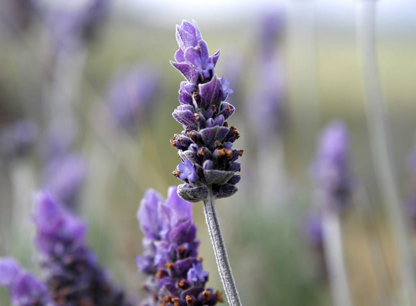 Mata de lavanda en flor con espigas moradas