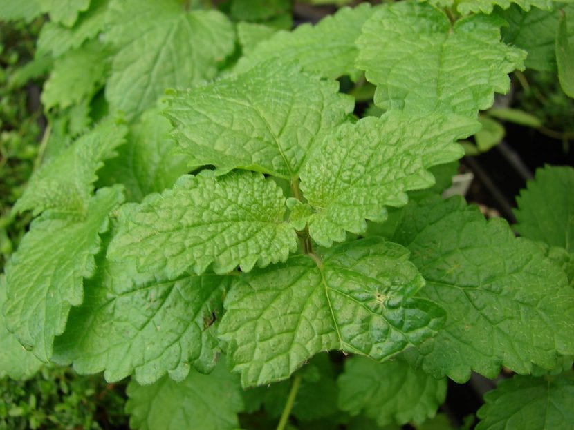 Melisa, Melissa officinalis, con hojas verdes acorazonadas