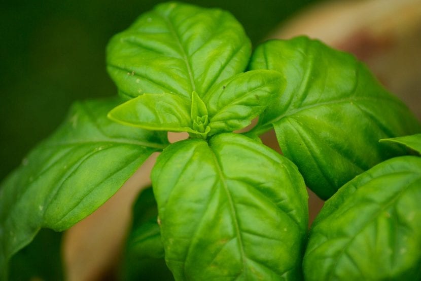 Planta de albahaca con hojas verdes y brillantes