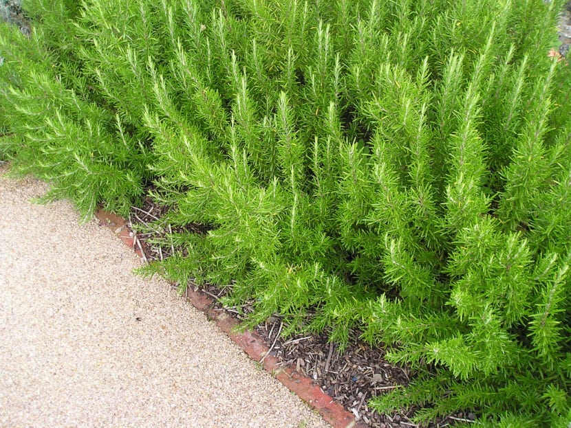 Seto bajo de romero recortado en un jardín
