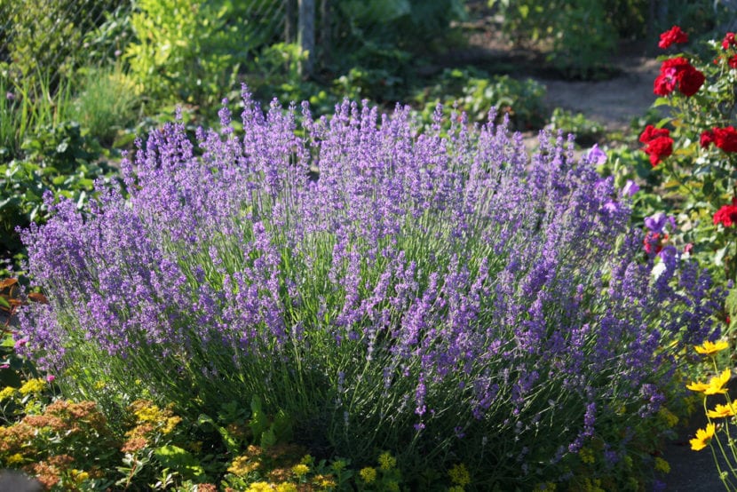Lavandula angustifolia en flor con espigas azul violáceo