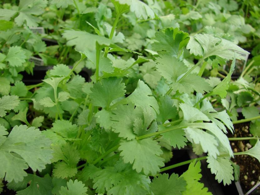 Mata de cilantro (Coriandrum sativum) con hojas basales anchas y dentadas