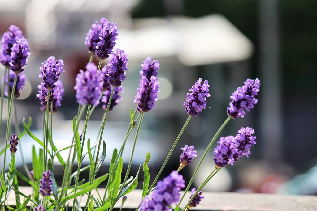 Esquejes de lavanda: cómo multiplicarla paso a paso