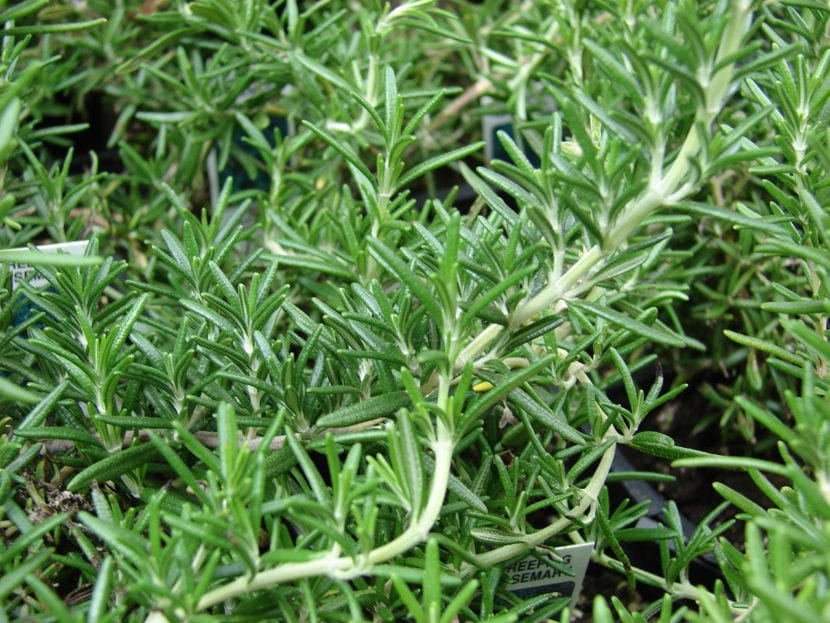 Mata de romero en flor