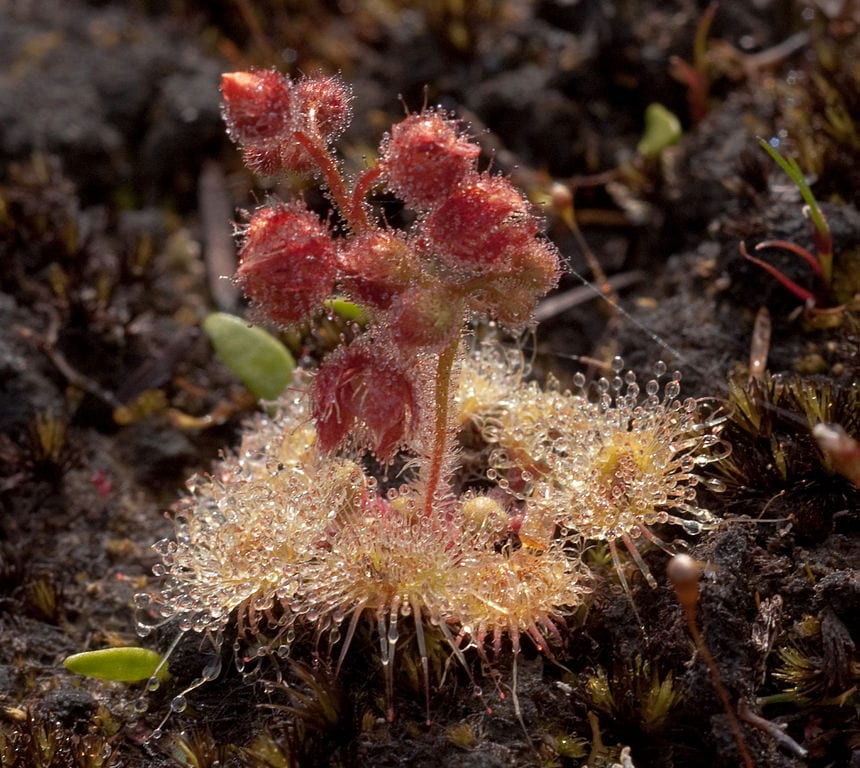 Drosera glanduligera con sus tentáculos adhesivos