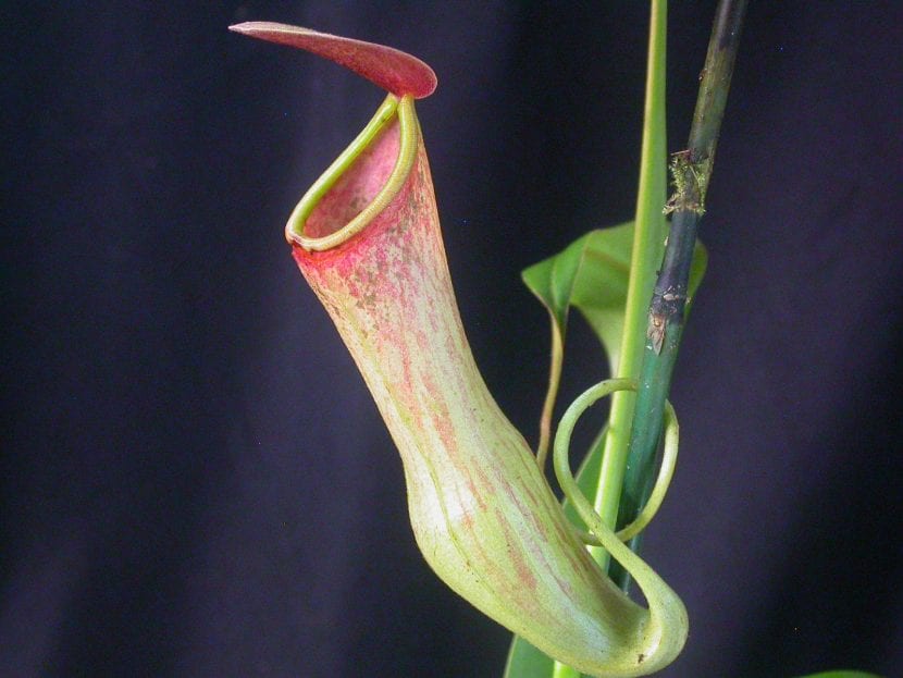 Nepenthes khasiana, carnívora tropical que debe protegerse del frío
