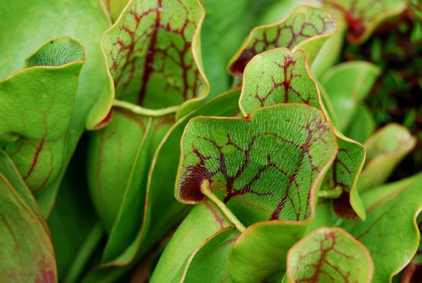 Sarracenia purpurea, carnívora de clima templado que requiere reposo invernal