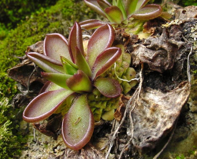 Roseta de Pinguicula moranensis