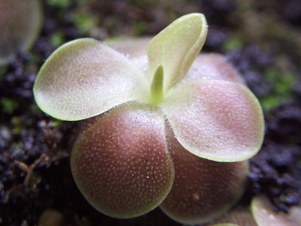 Cuidados de la Pinguicula: luz, sustrato, riego y reposo