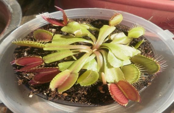 Cómo cuidar una Venus atrapamoscas sin que se muera
