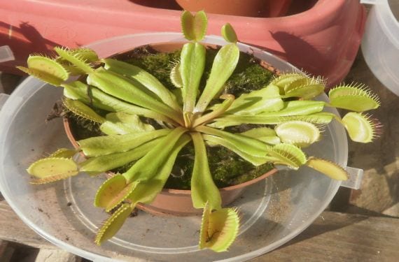 Planta de Venus atrapamoscas cultivada en maceta