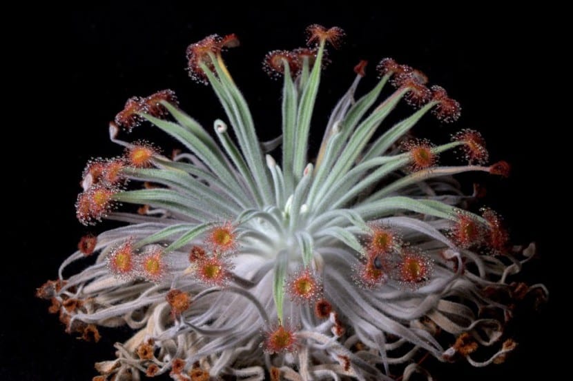 Drosera ordensis, especie del complejo petiolaris con hojas cubiertas de pelos