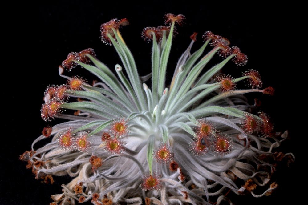 Droseras: cultivo, riego, sustrato y letargo
