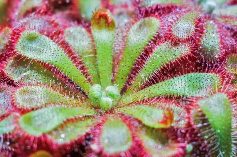 Hojas de Drosera spathulata cubiertas de tentáculos con gotas de mucílago