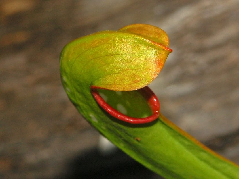 Jarras de Sarracenia minor, planta carnívora de trampa pasiva