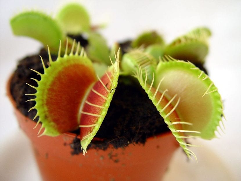 Trampas de Dionaea muscipula, la venus atrapamoscas