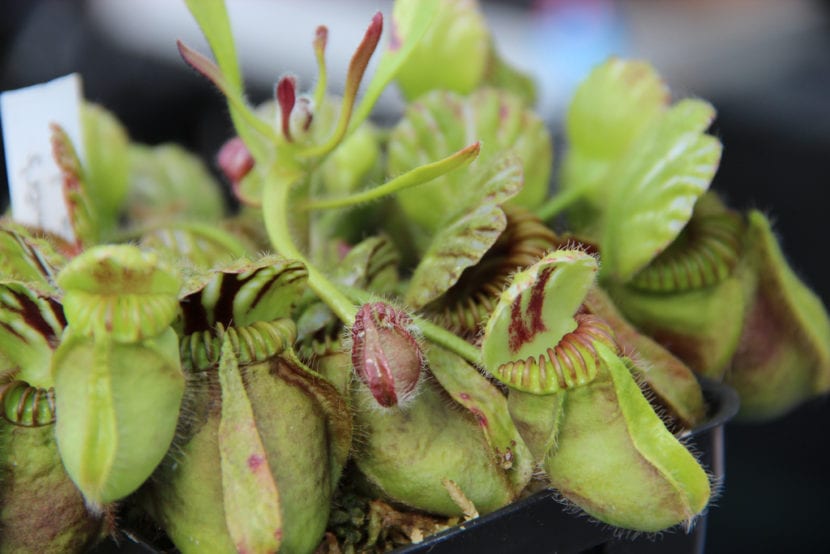 Ejemplar adulto de Cephalotus follicularis en maceta