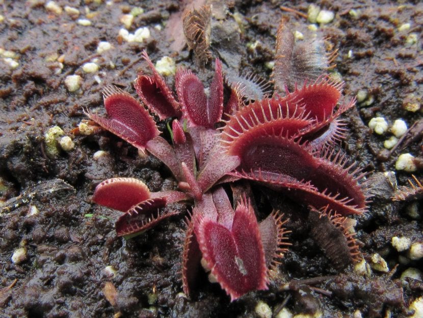 Dionaea muscipula Akai Ryu o Red Dragon con toda la planta de color granate