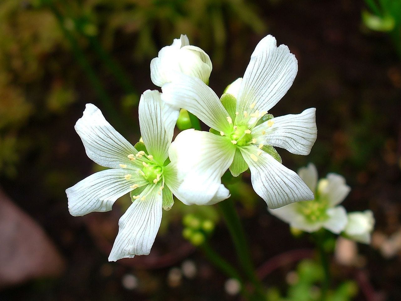 Flores blancas de Dionaea muscipula sobre su largo escapo