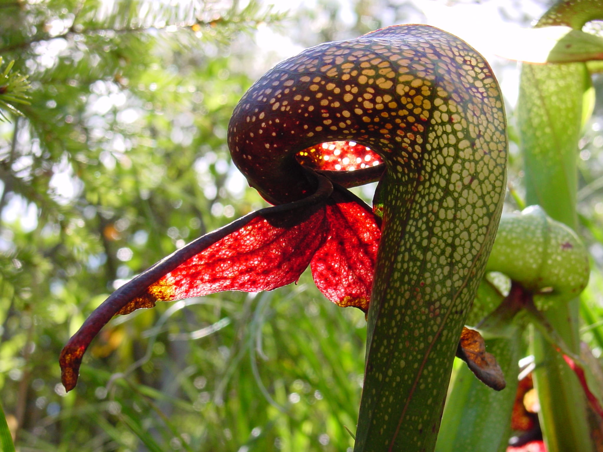 Darlingtonia californica, la planta cobra