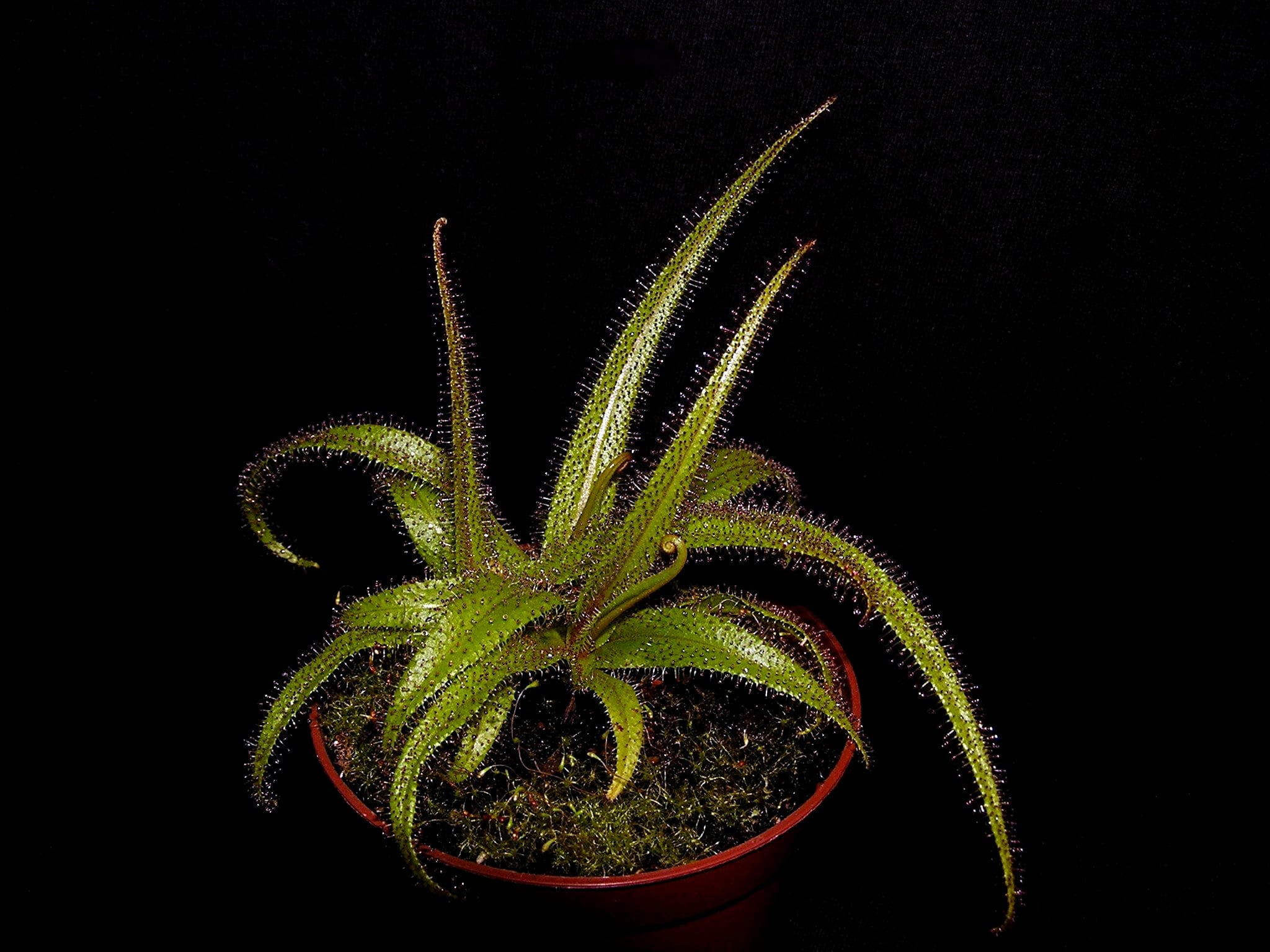 Drosera regia, una de las droseras más grandes