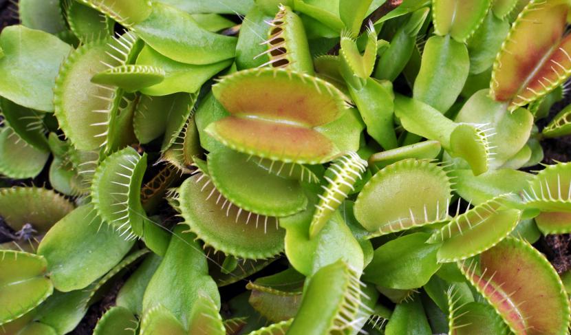Ejemplar de Dionaea muscipula