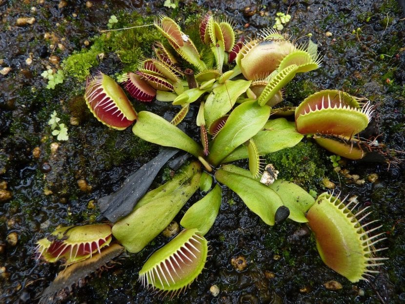 Dionaea muscipula con sus trampas