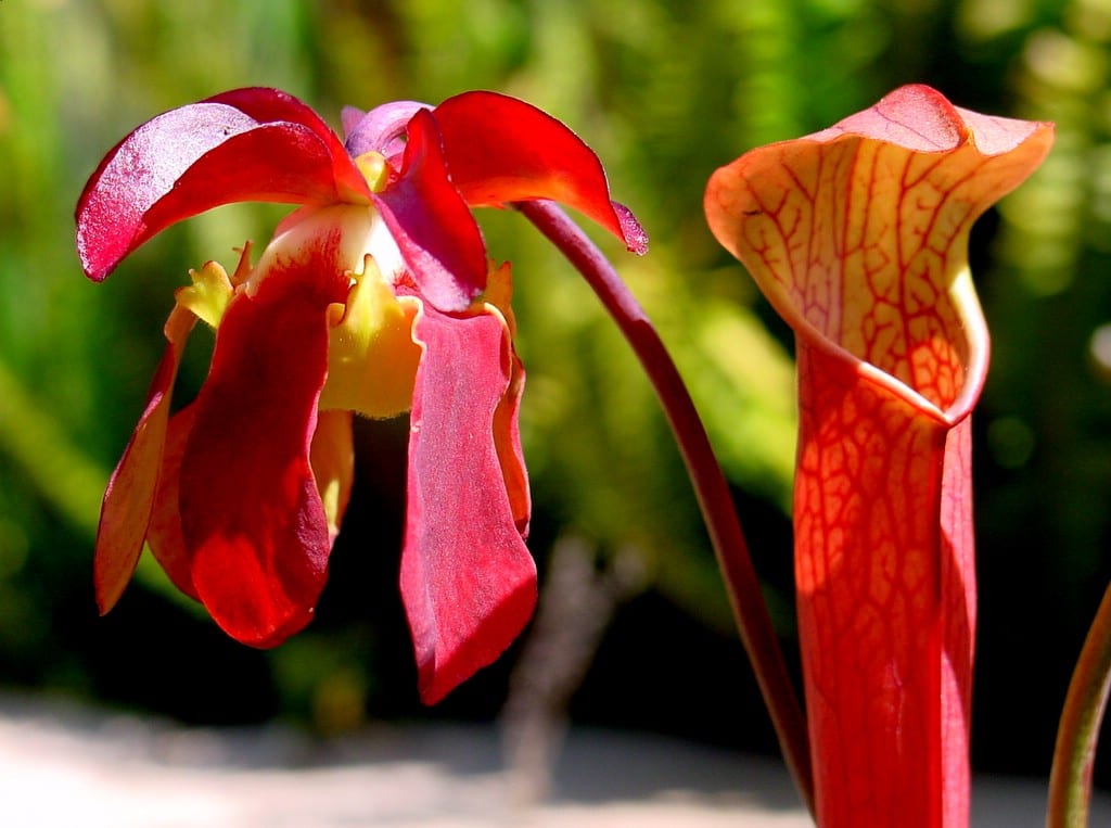 Jarros de Sarracenia rubra