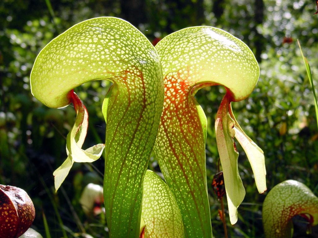 Qué necesitan las plantas carnívoras para crecer sanas