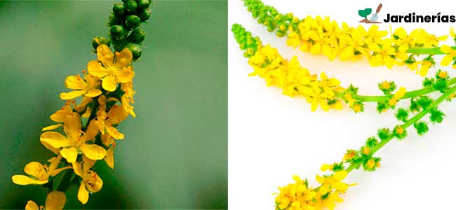Agrimonia
