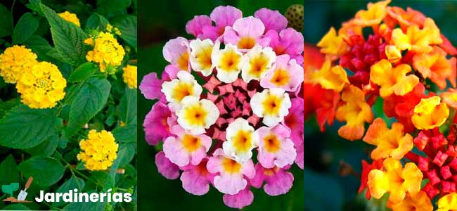 Lantana
