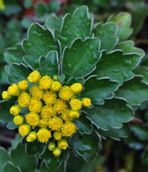 Ajania pacifica