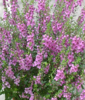 Angelonia angustifolia