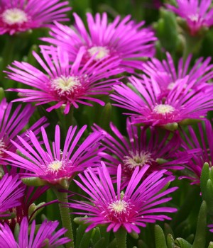 Delosperma cooperi