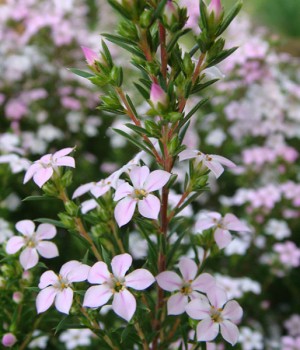 Diosma hirsuta