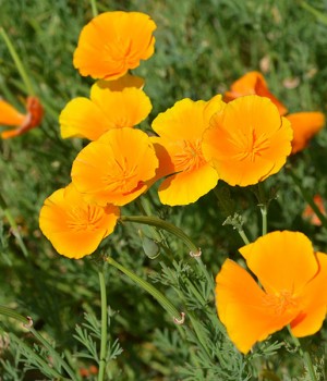 Eschscholzia californica