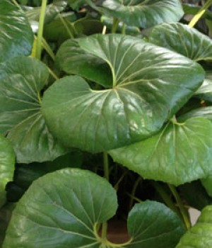 Farfugium japonicum