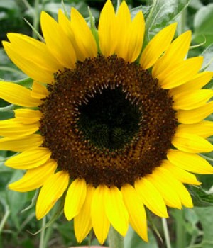 Helianthus annuus