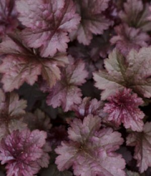 Heuchera micrantha