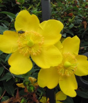 Hypericum patulum