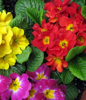 Primula acaulis, Primula vulgaris