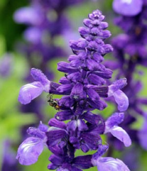 Salvia farinacea