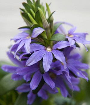Scaevola aemula