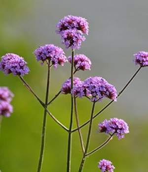 Verbena bonariensis