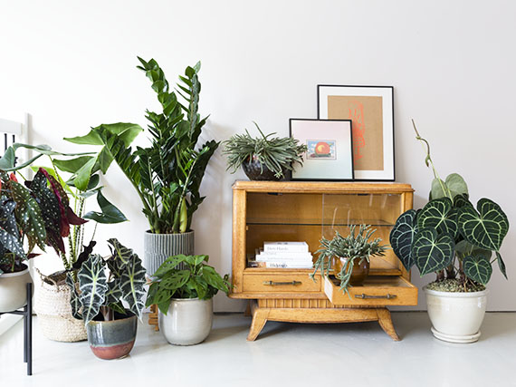 Decoración verde, decoración viva